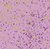 50m / Pink-Royal